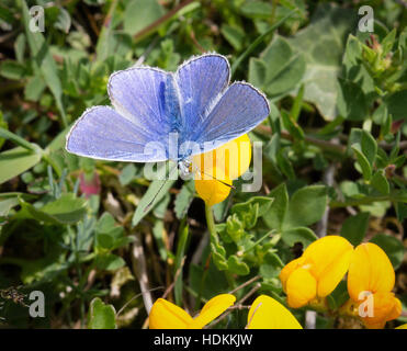 De l'imago mâle papillon bleu commun Polyommatus icarus sur l'alimentation de lotier corniculé - collines de Mendip Somerset UK Banque D'Images