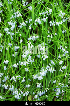 Trois coincés ou POIREAU Allium triquetrum ail est un jardin échapper que s'est naturalisée dans le sud de la Grande-Bretagne avec succès Banque D'Images