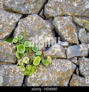 Wall ombelle ou navelwort ombilic rupestris dans habitat typique dans les crevasses de vieux murs en pierre sur la péninsule de Gower Banque D'Images