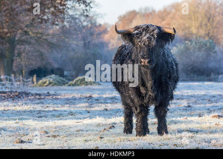 Highlander écossais noir vache dans la prairie congelé Banque D'Images