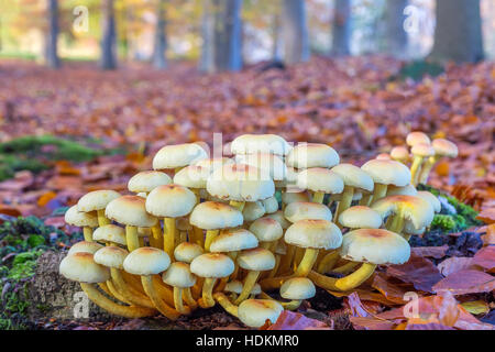 Groupe de champignons en paysage d'automne forêt de hêtres Banque D'Images