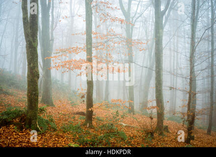 Misty woodland à Blackdown Bois près de Hardy's Mounment, Dorset, England, UK Banque D'Images