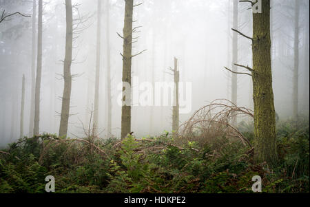 Misty woodland à Blackdown Bois près de Hardy's Mounment, Dorset, England, UK Banque D'Images