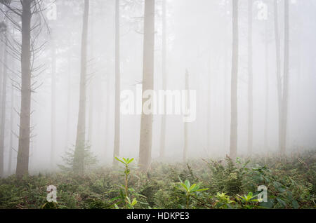 Misty woodland à Blackdown Bois près de Hardy's Mounment, Dorset, England, UK Banque D'Images