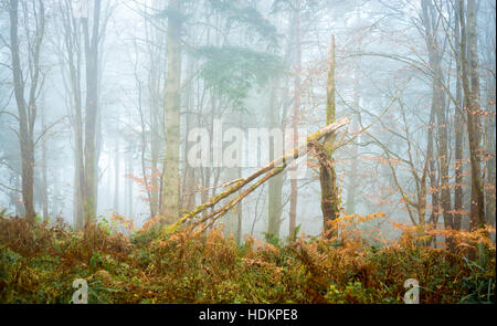 Misty woodland à Blackdown Bois près de Hardy's Mounment, Dorset, England, UK Banque D'Images