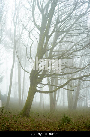 Misty woodland à Blackdown Bois près de Hardy's Mounment, Dorset, England, UK Banque D'Images