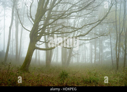 Misty woodland à Blackdown Bois près de Hardy's Mounment, Dorset, England, UK Banque D'Images