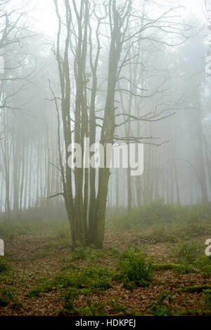 Misty woodland à Blackdown Bois près de Hardy's Mounment, Dorset, England, UK Banque D'Images