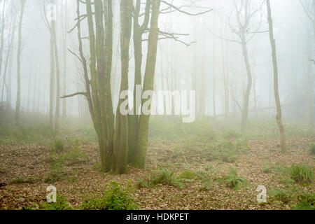 Misty woodland à Blackdown Bois près de Hardy's Mounment, Dorset, England, UK Banque D'Images