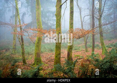 Misty woodland à Blackdown Bois près de Hardy's Mounment, Dorset, England, UK Banque D'Images