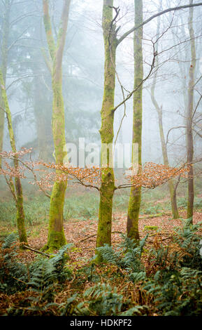 Misty woodland à Blackdown Bois près de Hardy's Mounment, Dorset, England, UK Banque D'Images