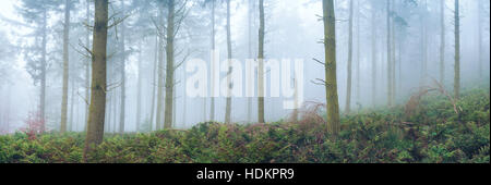 Misty woodland à Blackdown Bois près de Hardy's Mounment, Dorset, England, UK Banque D'Images