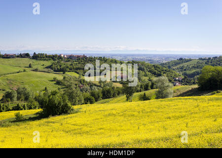 Couleurs jaune dans les collines de Monferrato (Piémont, Italie) sur un matin de printemps. La récolte de colza dans l'avant-plan. Banque D'Images