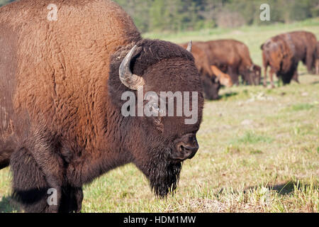 American Buffalo Bull garde son troupeau Banque D'Images