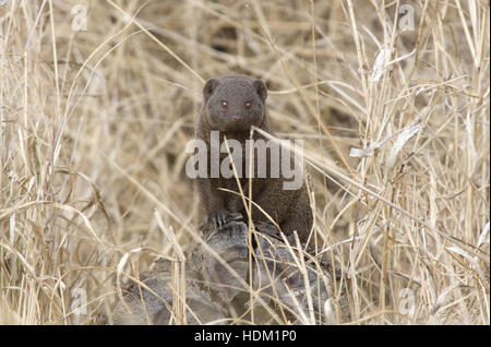 Mongoose commun en Afrique du Sud Banque D'Images