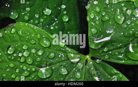 Les gouttelettes d'eau sur Achlys triphylla (vanille) Feuille feuilles, Olympic National Park, Washington, USA Banque D'Images