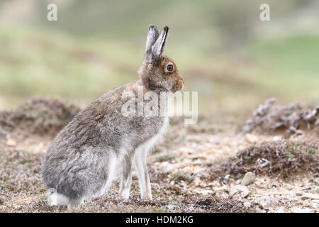 Lièvre variable (Lepus timidus) dans les montagnes de l'Ecosse , dans sa robe marron l'été, à l'arpentage de la région. Banque D'Images