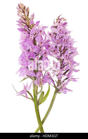 La commune - Orchidée Dactylorhiza fushsii Banque D'Images