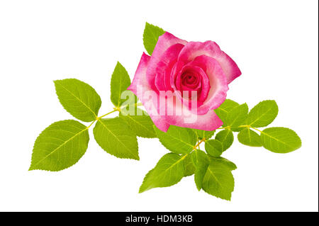 Rose Rose isolated on white Banque D'Images