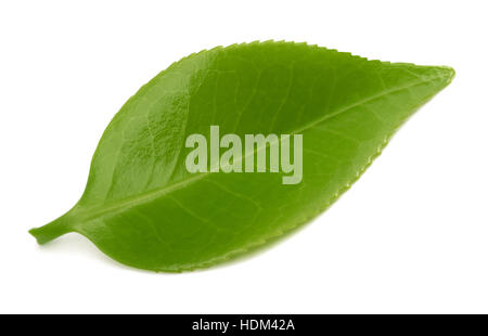 Feuilles de thé isolé sur fond blanc Banque D'Images