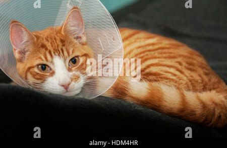 Droit de gingembre cat se reposant après un traitement médical. Banque D'Images
