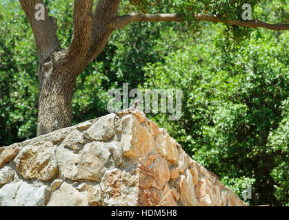 Lizard assis sur un mur de pierre sur un fond d'arbres verts Banque D'Images