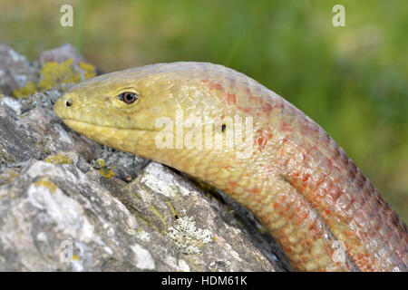 Verre européen-Pseudopus apodus lézard - Banque D'Images