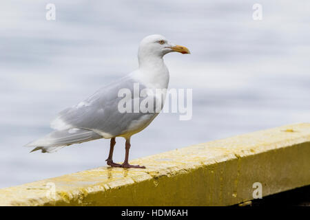Goéland bourgmestre (Larus hyperboreus) adulte seul debout dans le port, l'Islande, l'été Banque D'Images