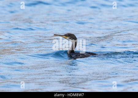 European shag (Phalacrocorax aristotelis desmarestii) natation course de la Méditerranée en mer, Majorque, Iles Baléares Banque D'Images