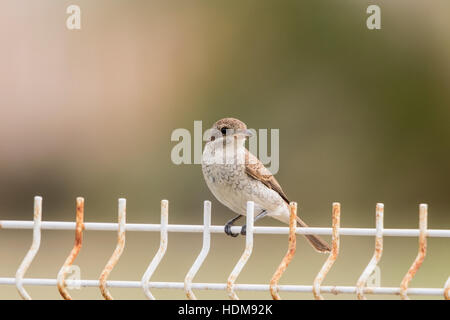 Pie-grièche écorcheur (Lanius collurio) perché sur les garde-corps métalliques, Mallorca, Espagne Banque D'Images