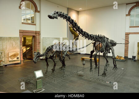 Vue d'ntérieur Musée Senckenberg de Francfort Banque D'Images