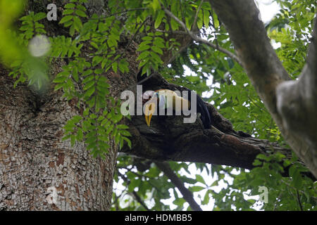 (Sulawesi bulbés froissé) Hornbilll, Aceros cassidix (Rhyticeros), l'alimentation mâle élevé en poussins tree Banque D'Images