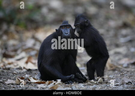 Les Célèbes Crested Macaque, Macaca nigra, jeunes adultes de toilettage Banque D'Images