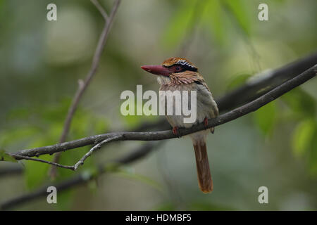 Kingfisher, Cittura cyanotis lilas Banque D'Images