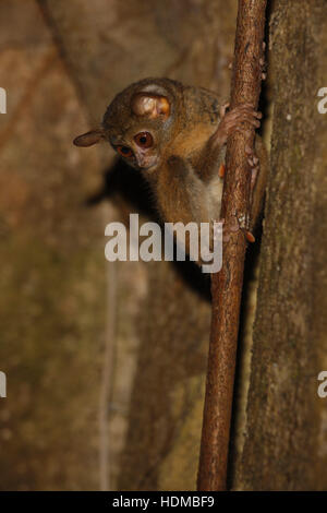 Tarsier Spectral Tarsier spectre, tarsier (), au gîte diurne dans Fig Tree Banque D'Images