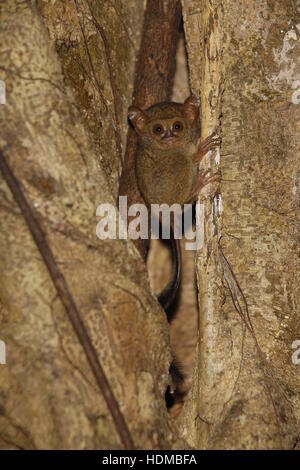 Tarsier Spectral Tarsier spectre, tarsier (), au gîte diurne dans Fig Tree Banque D'Images