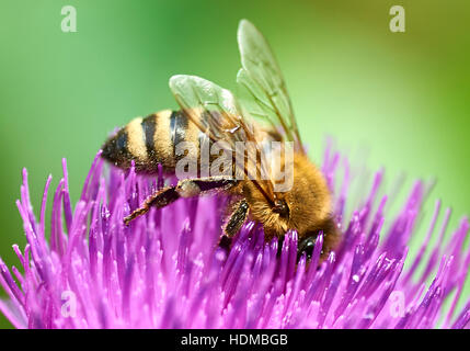 Nectar d'abeille d'un chardon Plumeless Bouclés Banque D'Images