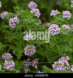 Parfumées géranium (Pelargonium graveolens), Cornwall, UK. Banque D'Images