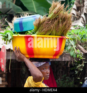 Contact visuel en Sierra Leone. Femme africaine transportant des légumes sur la tête Banque D'Images