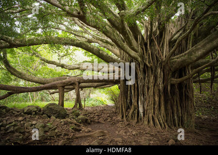 Banyan Tree massive sur l'Pipiwai Trail dans le Parc National de Haleakalā à Maui, Hawaii Banque D'Images