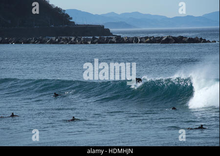 Un internaute commence à monter une vague dans la plage de Zurriola. Donostia-San Sebastian. Banque D'Images