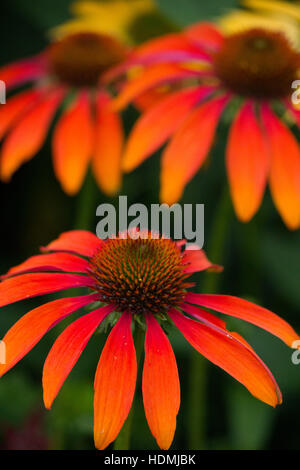 Echinacea cheyenne spirit Banque D'Images