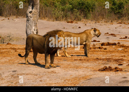 Les Lions, nos prédateurs regal de la savane africaine. Banque D'Images