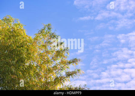 Belle Bamboo avec rim lumière et ciel bleu Banque D'Images