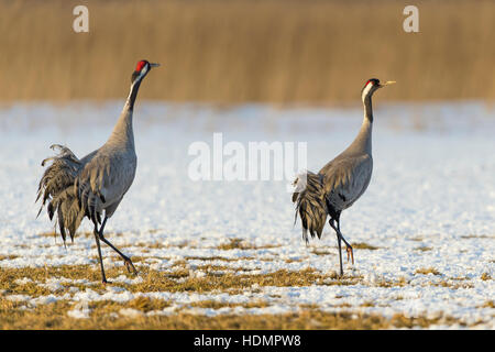 Eurasienne ou communes Grues (Grus grus), couple dans la neige, Mecklembourg-Poméranie-Occidentale, Allemagne Banque D'Images