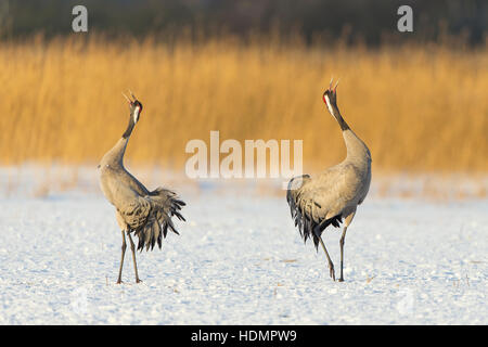 Eurasienne ou communes Grues (Grus grus), couple dans la neige, parade nuptiale, Mecklembourg-Poméranie-Occidentale, Allemagne Banque D'Images