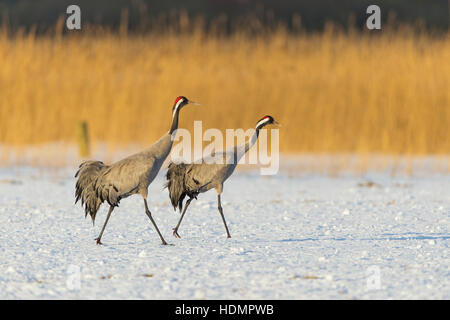 Eurasienne ou communes Grues (Grus grus), en train de marcher dans la neige, Mecklembourg-Poméranie-Occidentale, Allemagne Banque D'Images