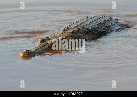 Le crocodile du Nil (Crocodylus niloticus) dans l'eau, barrage au coucher du soleil, Parc National Kruger, Mpumalanga, Afrique du Sud Banque D'Images