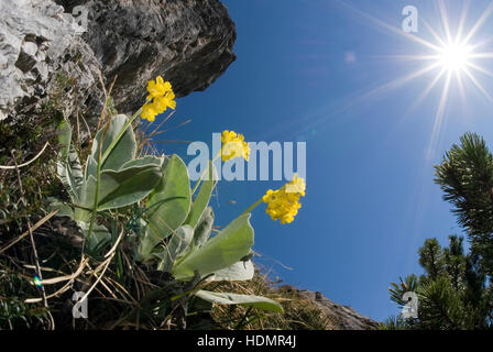 Auricula ou Bear's ear (Primula auricula), Parc National de Kalkalpen, Haute Autriche, Europe Banque D'Images