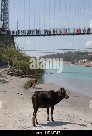 Vache sur les rives de la rivière Gange à Rishikesh, Inde Banque D'Images